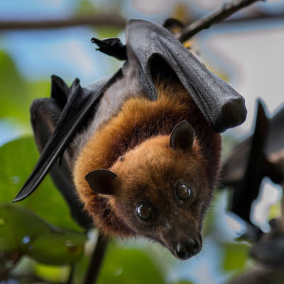 Wildlife Causes Roof Damage