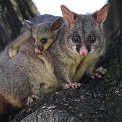 Wildlife Causes Roof Damage