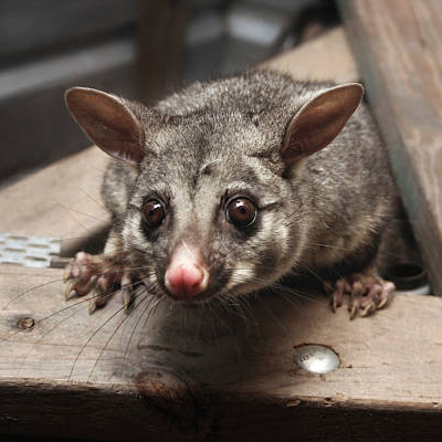 Wildlife Causes Roof Damage