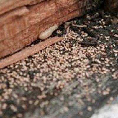 Beyond the Roofline: Checking Soffits, Fascias, and Eaves