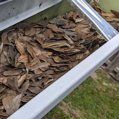 Trees Too Close to Your Roof? Risks You Shouldn’t Ignore