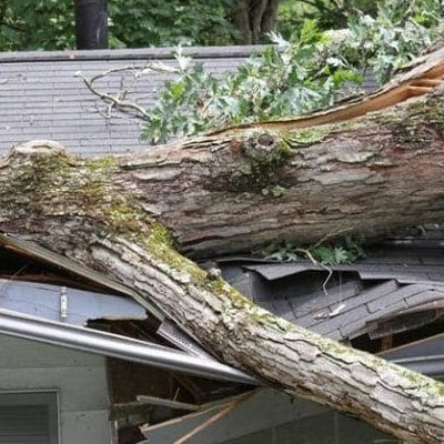 Trees Too Close to Your Roof? Risks You Shouldn’t Ignore