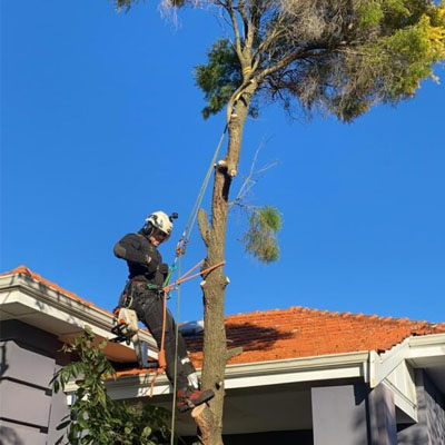Trees Too Close to Your Roof? Risks You Shouldn’t Ignore