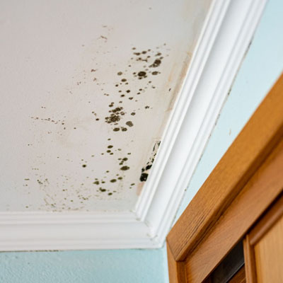 What Mould in the Roof Space Can Say About Roofing Problems - Ceiling mould