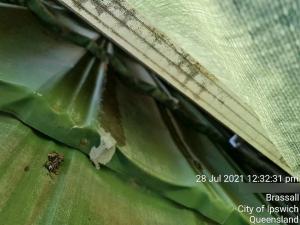 Brasall-Roof-Inspection Page 09 Image 0002